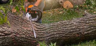 Best Hedge Trimming  in Broadmoor, CA