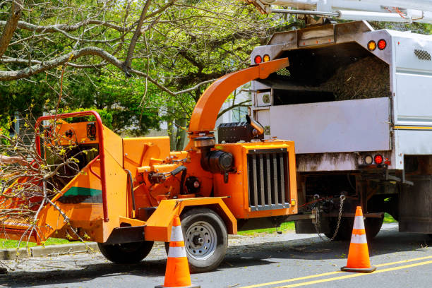 Best Root Management and Removal  in Broadmoor, CA