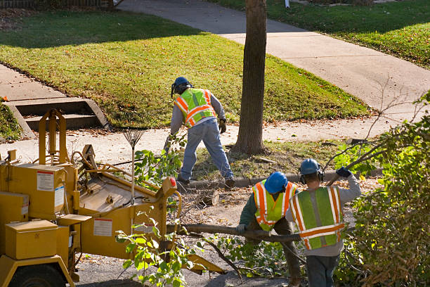 Best Tree Maintenance Programs  in Broadmoor, CA