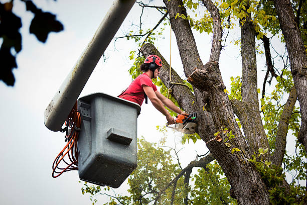 Broadmoor, CA Tree Removal Company